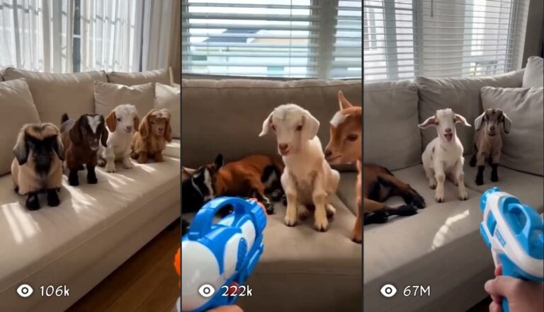MASTER PROMPT — VIRAL PARROT REACTIONS CONTENT SYSTEM