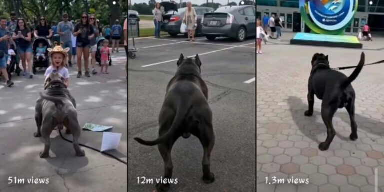 MASTER PROMPT — VIRAL RESCUE DOG & HUMAN EMOTIONAL MOMENT SYSTEM